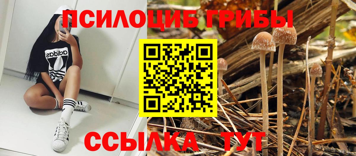 Можайск  Галлюциногенные грибы Psilocybine cubensis  Вход с VPN 